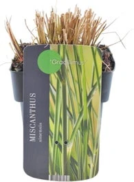 Chinees Riet (Miscanthus Sinensis 'Gracillimus') D 19 H 30 Cm 3 Chinees Riet (Miscanthus Sinensis 'Gracillimus') D 19 H 30 Cm