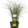 Chinees Riet (Miscanthus Sinensis 'Kleine Silberspinne') D 23 H 40 Cm