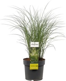 Chinees Riet (Miscanthus Sinensis 'Kleine Silberspinne') D 28 H 60 Cm