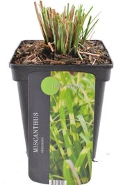 Chinees Riet (Miscanthus Sinensis 'Little Zebra') D 23 H 40 Cm