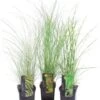 Chinees Riet (Miscanthus Sinensis 'Morning Light') D 23 H 40 Cm -Tuin Planten Winkel 8720879236455 0