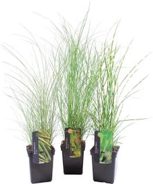 Chinees Riet (Miscanthus Sinensis 'Morning Light') D 9 H 15 Cm 3 Chinees Riet (Miscanthus Sinensis 'Morning Light') D 9 H 15 Cm