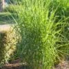 Chinees Riet (Miscanthus Sinensis 'Strictus') D 9 H 15 Cm -Tuin Planten Winkel 8720879236493 0