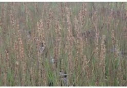 Pijpenstrootje (Molinia Caerulea 'Moorhexe') D 23 H 40 Cm