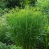 Vingergras (Panicum Virgatum 'Northwind') D 9 H 15 Cm 1 Vingergras (Panicum Virgatum 'Northwind') D 9 H 15 Cm -Tuin Planten Winkel 8720879236578 0 1 1