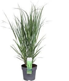 Vingergras (Panicum Virgatum 'Northwind') D 23 H 40 Cm