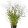 Vingergras (Panicum Virgatum 'Squaw') D 9 H 15 Cm 2 Vingergras (Panicum Virgatum 'Squaw') D 9 H 15 Cm -Tuin Planten Winkel 8720879236608 0