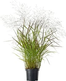 Vingergras (Panicum Virgatum 'Squaw') D 23 H 40 Cm 3 Vingergras (Panicum Virgatum 'Squaw') D 23 H 40 Cm