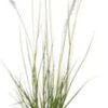 Lampenpoetsersgras (Pennisetum Alopecuroides 'Hameln') D 23 H 40 Cm -Tuin Planten Winkel 8720879236653 0
