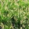Lampepoetsersgras (Pennisetum Alopecuroides 'Little Bunny') D 15 H 15 Cm 2 Lampepoetsersgras (Pennisetum Alopecuroides 'Little Bunny') D 15 H 15 Cm -Tuin Planten Winkel 8720879236677 0