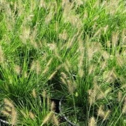 Lampepoetsersgras (Pennisetum Alopecuroides 'Little Bunny') D 15 H 15 Cm