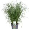 Lampenpoetsersgras (Pennisetum Alopecuroides 'Red Head') D 28 H 60 Cm -Tuin Planten Winkel 8720879236691 0