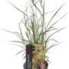 Lampenpoetsersgras (Pennisetum Orientalis 'Karley Rose') D 9 H 15 Cm 2 Lampenpoetsersgras (Pennisetum Orientalis 'Karley Rose') D 9 H 15 Cm -Tuin Planten Winkel 8720879236745 0