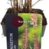 Lampenpoetsersgras (Pennisetum Orientalis 'Karley Rose') D 19 H 30 Cm -Tuin Planten Winkel 8720879236752 0