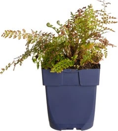 Zachte Naaldvaren (Polystichum Setiferum 'Herrenhausen') D 9 H 15 Cm