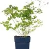 Chinese Ruit (Thalictrum Delavayi) D 9 H 15 Cm -Tuin Planten Winkel 8720879237018 0