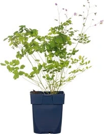 Chinese Ruit (Thalictrum Delavayi) D 9 H 15 Cm 3 Chinese Ruit (Thalictrum Delavayi) D 9 H 15 Cm