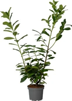 Laurierkers (Prunus Laurocerasus 'Novita') D 23 H 60 Cm