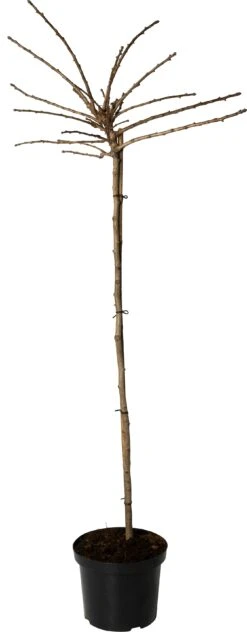 Japanse Notenboom (Ginkgo Bil. 'Mariken') D 28 H 160 Cm