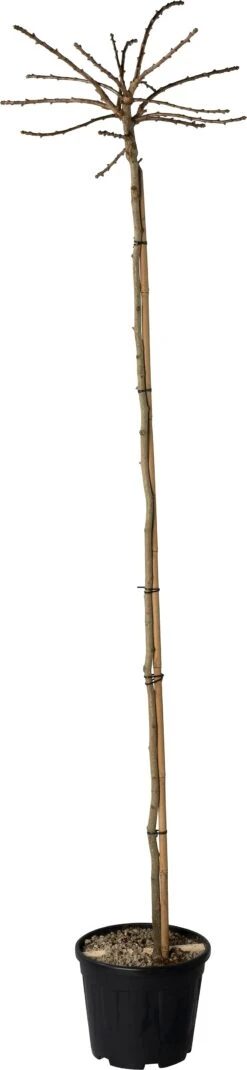 Japanse Notenboom (Ginkgo Bil. 'Mariken') D 30 H 190 Cm