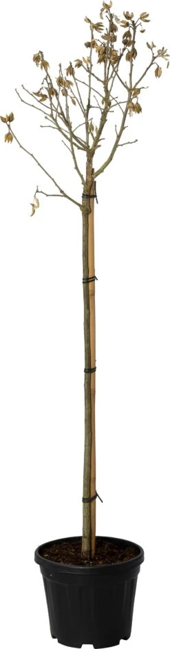 Altheastruik (Hibiscus Syr. 'Red Heart') D 28 H 120 Cm