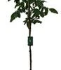 Notenboom (Juglans Reg. 'Lara') D 28 H 200 Cm