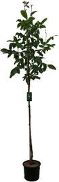 Notenboom (Juglans Reg. 'Lara') D 28 H 200 Cm