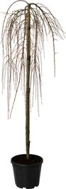 Treur Lork (Larix Kaempf. 'Stiff Weeping') D 30 H 200 Cm
