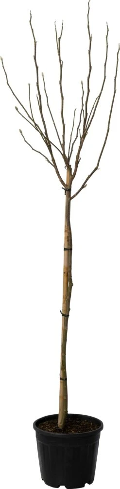 Tulpenboom (Magnolia 'Susan') D 40 H 120 Cm