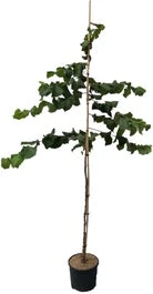 Dwerghazelnoot (Corylus Nocchione) D 30 H 300 Cm