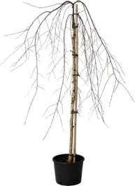 Prieelberk (Betula Pendula 'Youngii' ) D 28 H 160 Cm