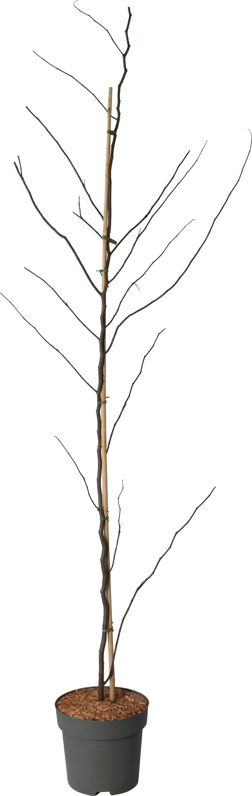 Amerikaanse Judasboom (Cercis Can. 'Merlot') D 32 H 220 Cm 4 Amerikaanse Judasboom (Cercis Can. 'Merlot') D 32 H 220 Cm - Afbeelding 2