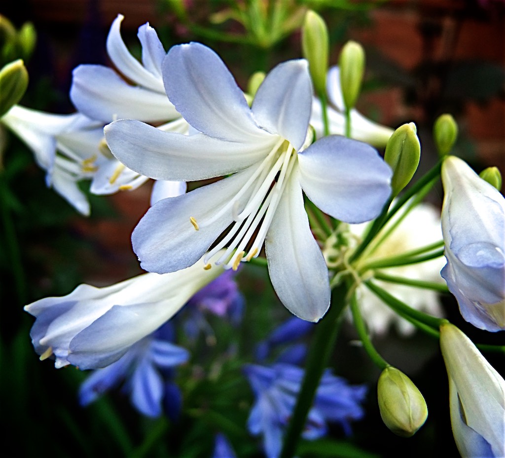 Tuin Planten Winkel -Tuin Planten Winkel Agapanthus Silver Baby close up