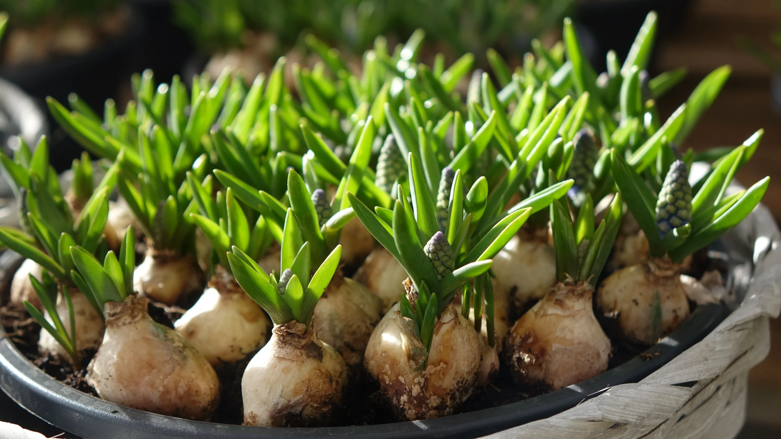 Tuin Planten Winkel -Tuin Planten Winkel DSC01211 scaled