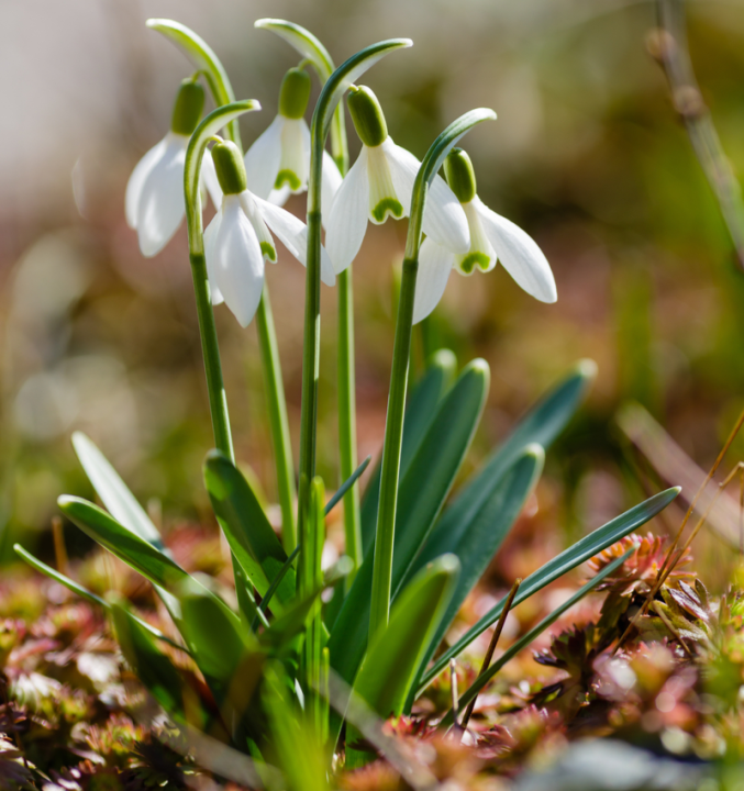 Tuin Planten Winkel -Tuin Planten Winkel sneeuwklokjes bloembollen online kopen koopbloembollen nl 3 800x851 62d6bcd188d16